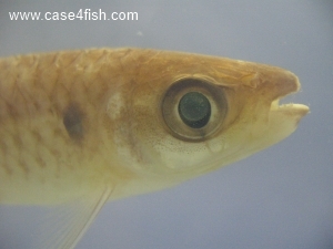 Foto Galerie/Characiformes/Characidae/Chalceus macrolepidotus/Chalceus macrolepidotus_07_S.jpg